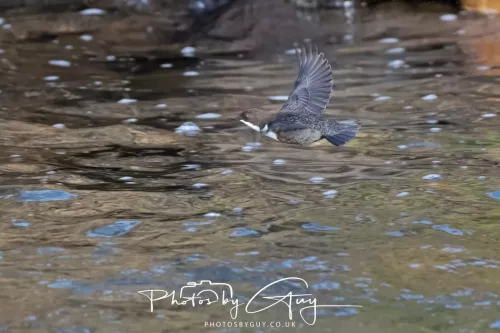 01 January 2026. Egremont, Cumbria - Dipper