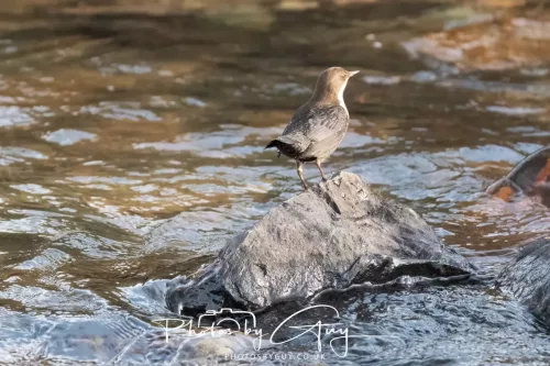 01 January 2026. Egremont, Cumbria - Dipper