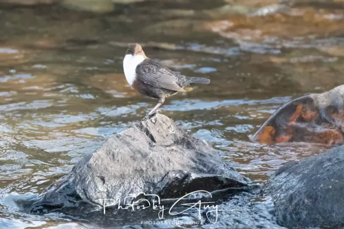 01 January 2026. Egremont, Cumbria - Dipper