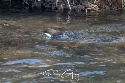 01 January 2026. Egremont, Cumbria - Dipper