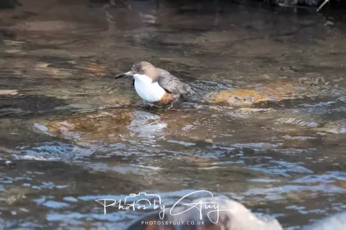 01 January 2026. Egremont, Cumbria - Dipper