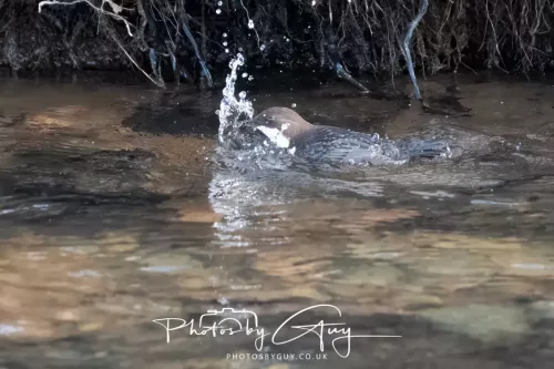 01 January 2026. Egremont, Cumbria - Dipper