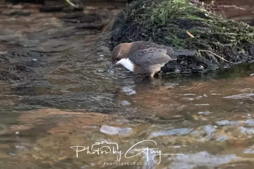 01 January 2026. Egremont, Cumbria - Dipper