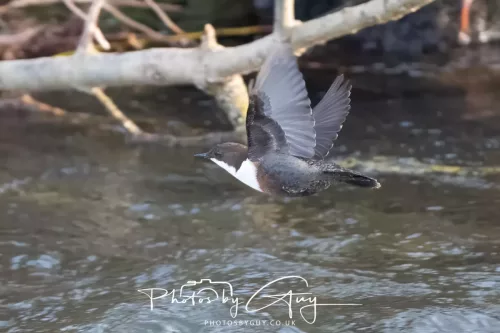 01 January 2026. Egremont, Cumbria - Dipper