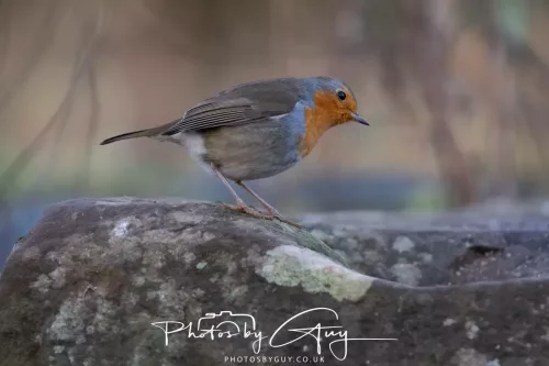 01 January 2026. Egremont, Cumbria - `Robin