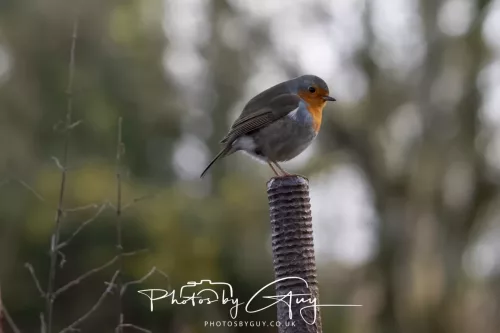 01 January 2026. Egremont, Cumbria - Robin