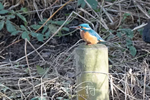 01 January 2026. Workington, Cumbria - Kingfisher