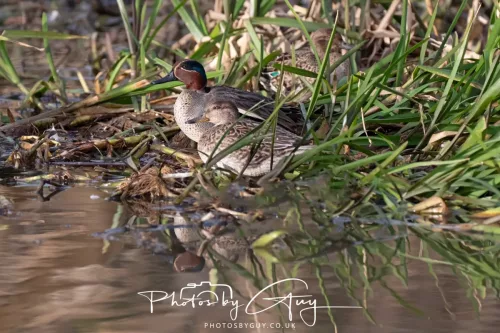 01 January 2026. Workington, Cumbria - Teal