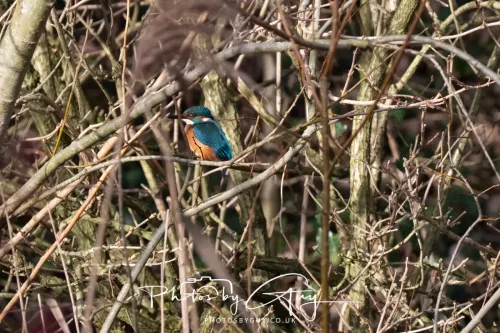 01 January 2026. Workington, Cumbria - Kingfisher