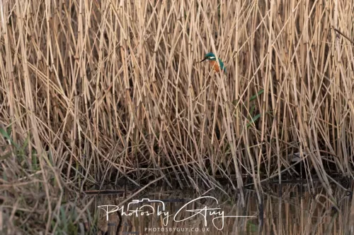 01 January 2026. Workington, Cumbria - Kingfisher