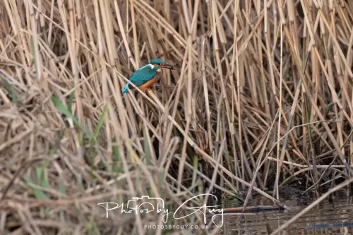 01 January 2026. Workington, Cumbria - Kingfisher