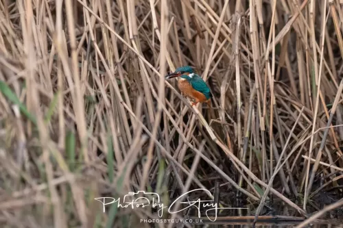 01 January 2026. Workington, Cumbria - Kingfisher
