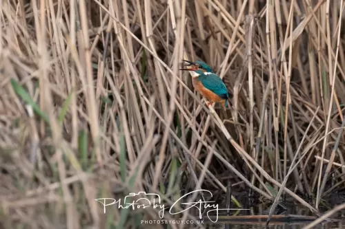 01 January 2026. Workington, Cumbria - Kingfisher