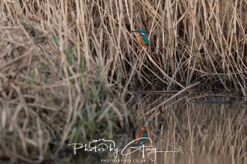 01 January 2026. Workington, Cumbria - Kingfisher