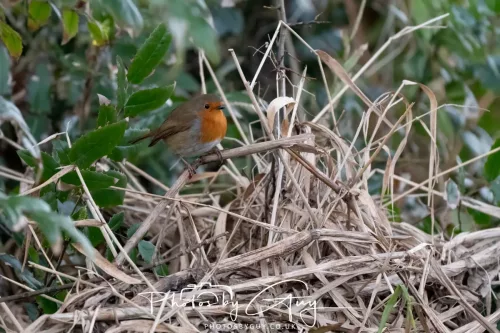 01 January 2026. Workington, Cumbria - Robin
