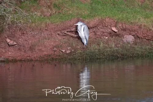 02 January 2026 - Parkside, Cumbria - GREY heron