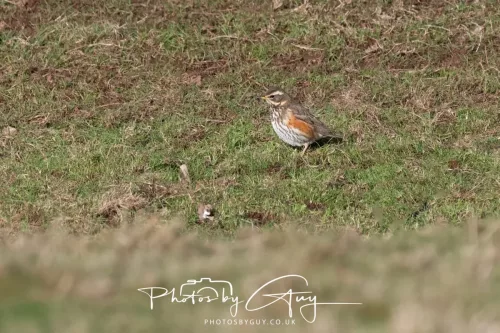 02 January 2026 - Parkside, Cumbria - Redwing