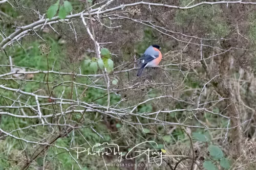 02 January 2026 - Parkside, Cumbria - Bullfinch