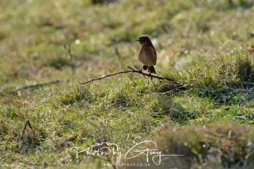 03 January 2026 - Sale Fell, Cumbria - female Stonechat