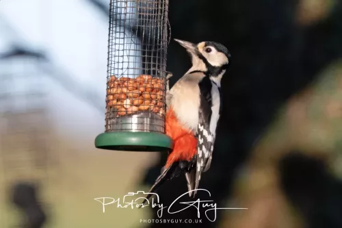 Sunday 4th January 2026 - Parkside, Cumbria - Greater Spotted Woodpecker