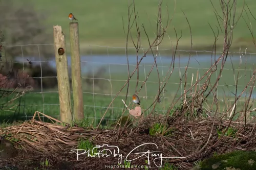24 Jan 2026 - Whitehaven harbour walk