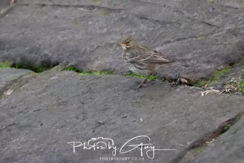 24 Jan 2026 - Whitehaven harbour walk