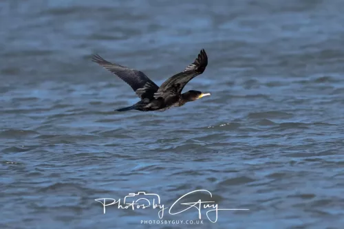 24 Jan 2026 - Whitehaven harbour walk