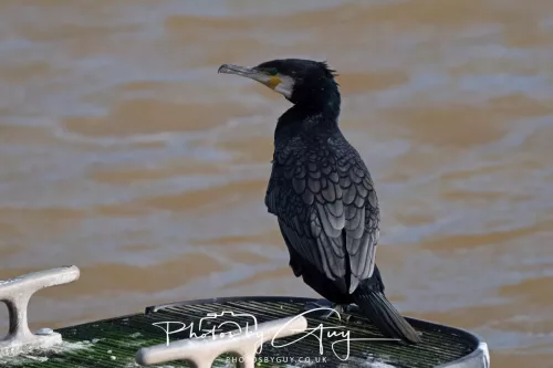 24 Jan 2026 - Whitehaven harbour walk