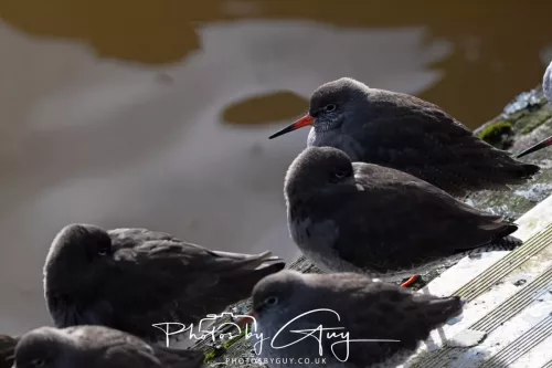 24 Jan 2026 - Whitehaven harbour walk