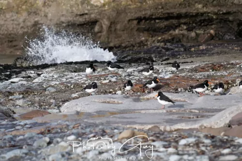 24 Jan 2026 - Whitehaven harbour walk