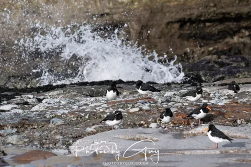 24 Jan 2026 - Whitehaven harbour walk