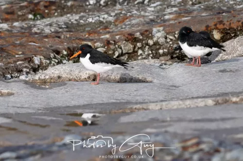 24 Jan 2026 - Whitehaven harbour walk