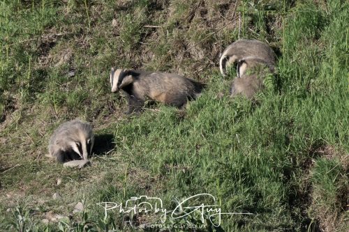 24 May 2026 - West Cumbria - Male and Female adult Badgers with five cubs 