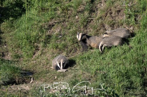 24 May 2026 - West Cumbria - Male and Female adult Badgers with five cubs 