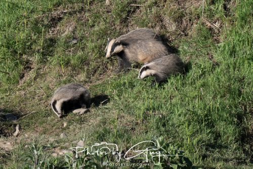 24 May 2026 - West Cumbria - Male and Female adult Badgers with five cubs 