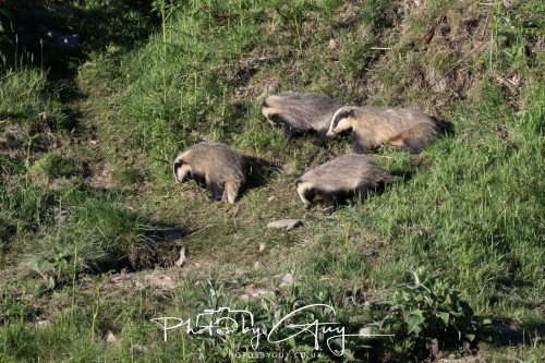 24 May 2026 - West Cumbria - Male and Female adult Badgers with five cubs 