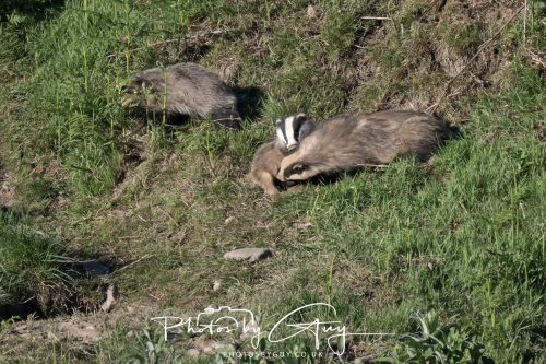 24 May 2026 - West Cumbria - Male and Female adult Badgers with five cubs 