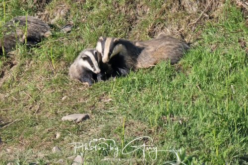 24 May 2026 - West Cumbria - Male and Female adult Badgers with five cubs 