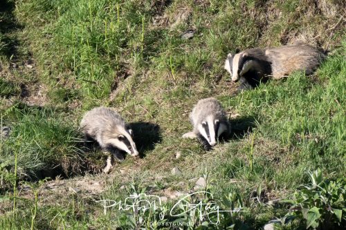 24 May 2026 - West Cumbria - Male and Female adult Badgers with five cubs 