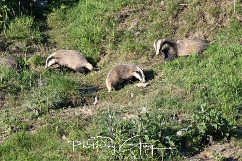 24 May 2026 - West Cumbria - Male and Female adult Badgers with five cubs 