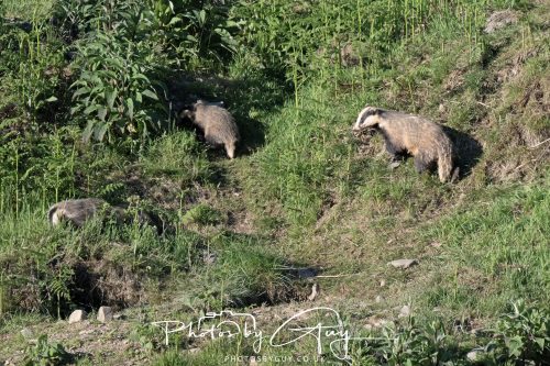 24 May 2026 - West Cumbria - Male and Female adult Badgers with five cubs 