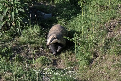 24 May 2026 - West Cumbria - Male and Female adult Badgers with five cubs 