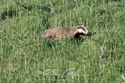 24 May 2026 - West Cumbria - Male and Female adult Badgers with five cubs 