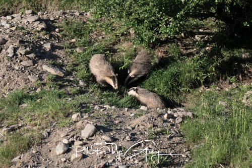 24 May 2026 - West Cumbria - Male and Female adult Badgers with five cubs 