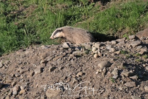 24 May 2026 - West Cumbria - Male and Female adult Badgers with five cubs 
