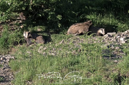 24 May 2026 - West Cumbria - Male and Female adult Badgers with five cubs 