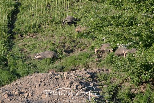24 May 2026 - West Cumbria - Male and Female adult Badgers with five cubs 