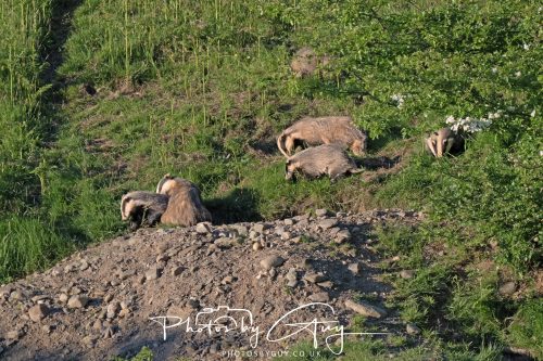 24 May 2026 - West Cumbria - Male and Female adult Badgers with five cubs 