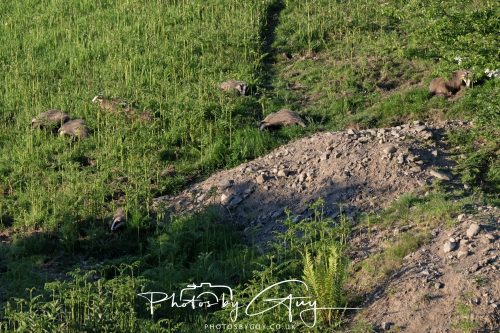 24 May 2026 - West Cumbria - Male and Female adult Badgers with five cubs 