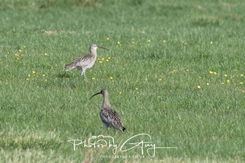 25 May 2026 Parkside, Cleator Moor, Cumbria - Curlews